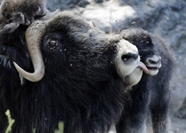 A female musk ox is pestered by flies as it licks its newborn calf clean in the Daehlhoelzli Zoo in Bern Switzerland 