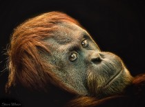 A female orangutan at Chester Zoo 