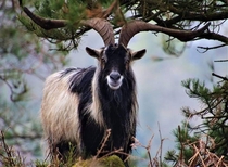 A feral goat in the volcanic islands of Hawaii