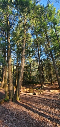 A few logs in a forest - Canada 
