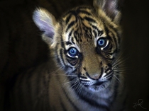 A few month old Malayan Tiger Cub