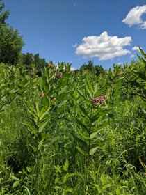 A field of Milkweed