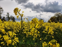 A field of rapeseeds in Vara Sweden 