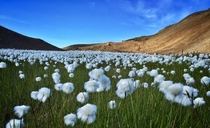 A field of white flowers in Sktustaahreppur Iceland 
