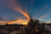 A fiery Valentines Day sunset over Joshua Tree National Park USA 
