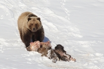 A fine-looking grizzly feasting on a moose after emerging from hibernation 