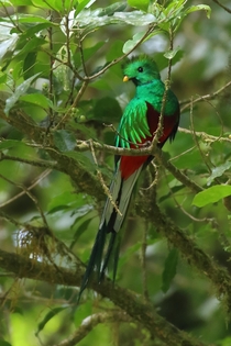 A flash of brilliance in the cloudforest Resplendent Quetzal 