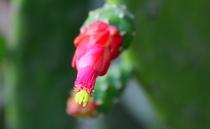 A flower on cactus in my garden