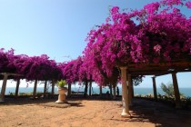 A flowered terrace in Maputo 