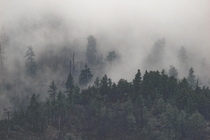 A foggy Arizona forest 