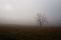 A Foggy Morning - Cades Cove Tennessee 