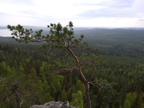 A Forest at rtknubben Sweden 