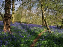 A forest floor of bluebells Hertfordshire UK OC x