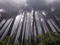 A Forest in Mirik Darjeeling INDIA 
