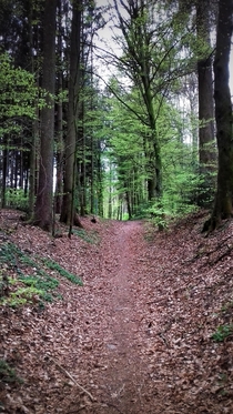 A forest in Switzerland 