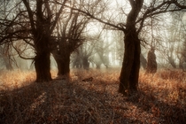 A forest near Belgrade Serbia 