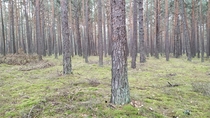 A forest witokrzyskie Poland 