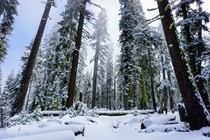 A fresh layer of winter on May  in Sequoia National Park 