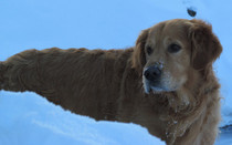 A friends golden retriever in the snow x