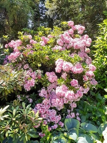 A friends Mountain Laurel she said the variety is Ostbo Red