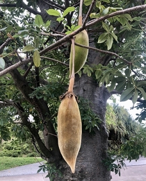 A fruiting Baobab Adansonia digitata 