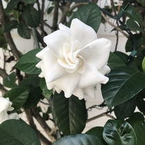 A Gardenia before it wilted good things dont last Spring of  US