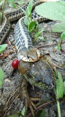 A Garter Snake Thamnophis sirtalis Eating A Frog 
