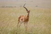 A gazelle missing one horn looks up at just the right moment in the Maasai Mara National Reserve Kenya Kellie Reifstenzel 