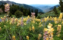 A Gloomy but Flowery Landscape in Sun Valley Idaho 