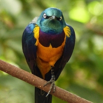 A golden-breasted starling  by Anne Elliott