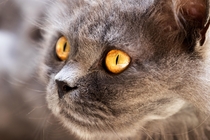 A golden-eyed daydreaming cat 
