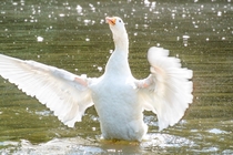 A goose flapping its wings 