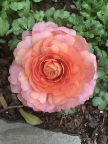 A Gorgeous Ranunculus at The Garfield Park Conservatory in Chicago 