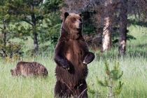 A grizzly bear in Jasper National Park Ursus Arctos 