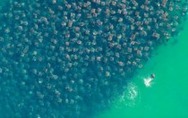 A group of Munkiana Devil Rays that was spotted in Baja California Sur Mexico 