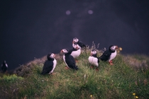 A group of puffins resting Photo credit to Jonatan Pie