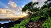 A hala tree flexing during golden hour at Waianapanapa state park Maui HI 
