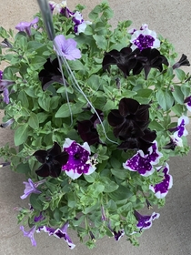 A hanging petunia basket I designed at work - Black Mamba Crystal Sky amp Glacier Sky Cant wait to see it in full bloom