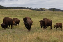 A Herd of Bison