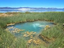A hot spring along the shores of Lake Mono 