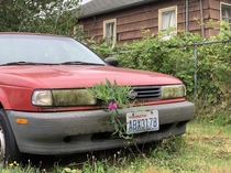 A house in my neighborhood has been abandoned for quite some time and a car was left with it Plants have been growing out through the grille of the car and recently they started to flower