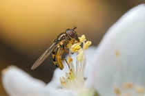 a hoverfly 