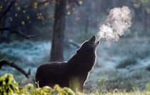 A howling wolf in Yukon Alaska