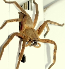 A Huntsman Spider in Cape Town SA 