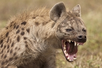 A hyena showing its teeth 