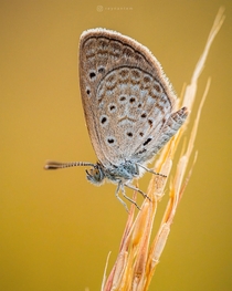 A itsy-bitsy Zizula hylux butterfly