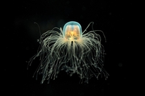 A jellyfish in the New England Aquarium  by Yiming Chen