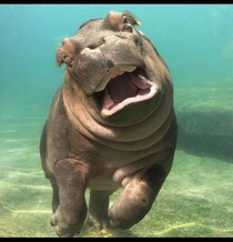 A joyful baby hippo in the water