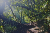 A jungle path on Acatenango x 