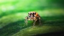 A juvenile Plexippus sp jumping spider
